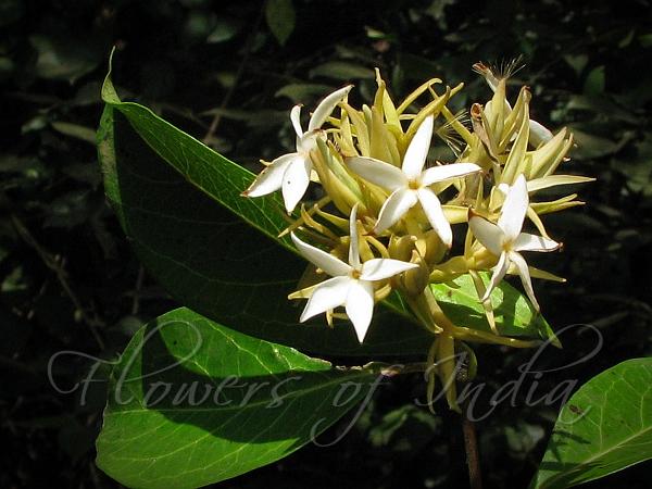 Forest Aganosma