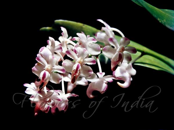 Download Orchid Flower Name In Tamil Images