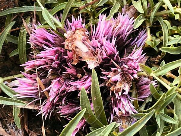 Lepidagathis trinervis