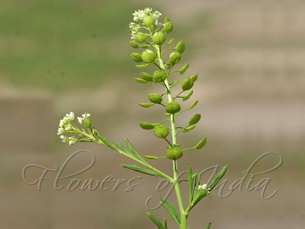 Garden Cress Plant Pods