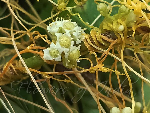Golden Dodder