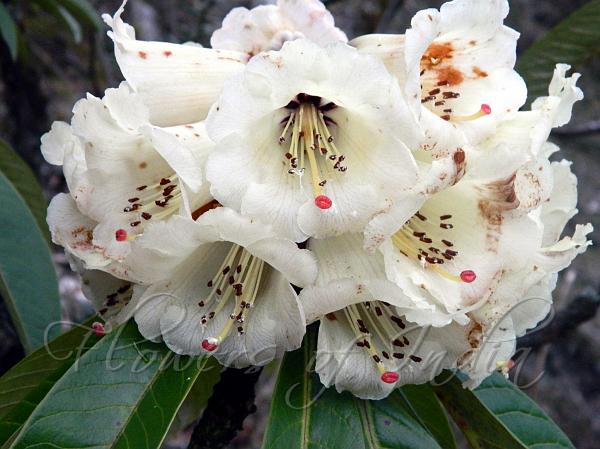 Rhododendron grande - Grand Rhododendron