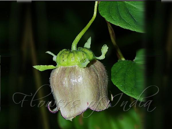 Green Bonnet Bellflower