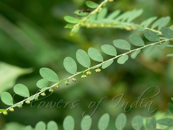 Phyllanthus fraternus - Gulf Leaf-Flower