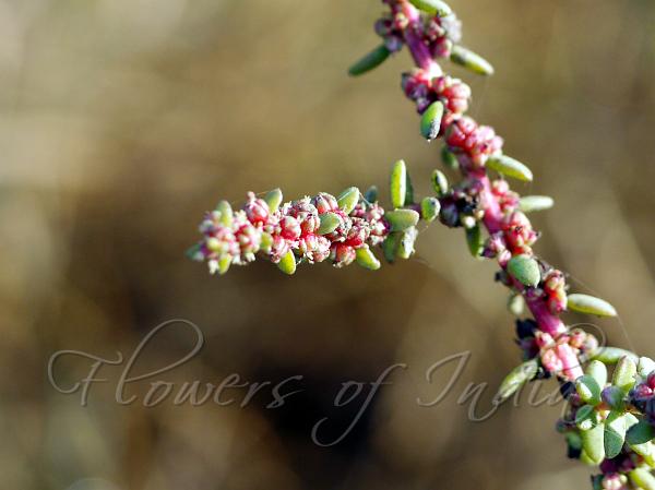 Herbaceous Seepweed