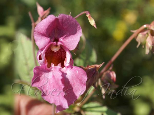 Himalayan Balsam