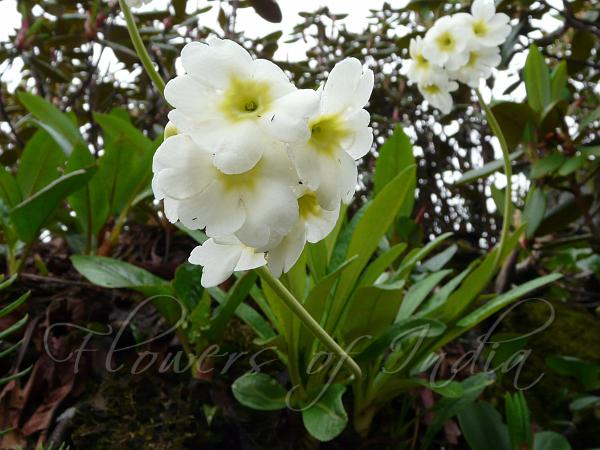 Himalayan White Primrose