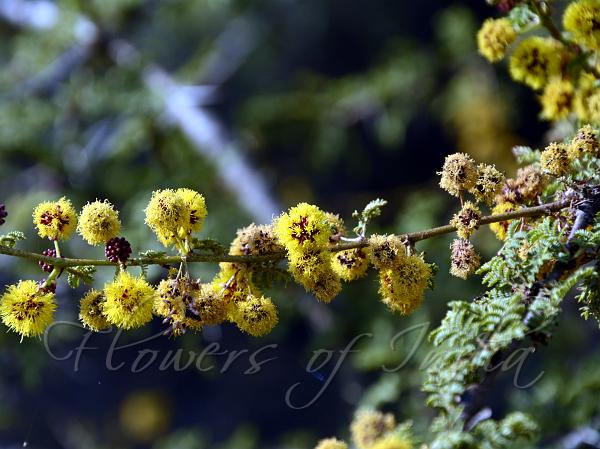 Indian Cockspur Thorn