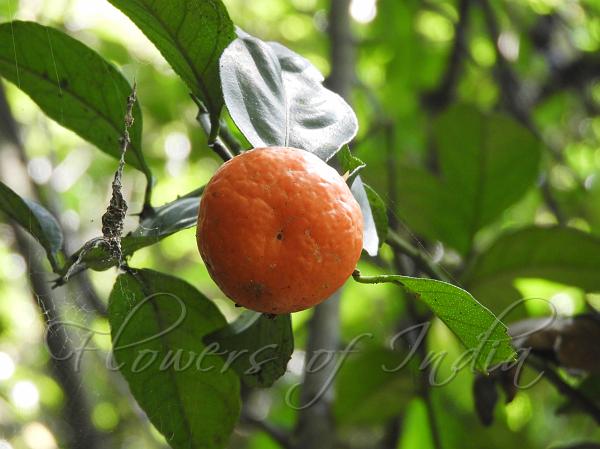 Indian Wild Orange