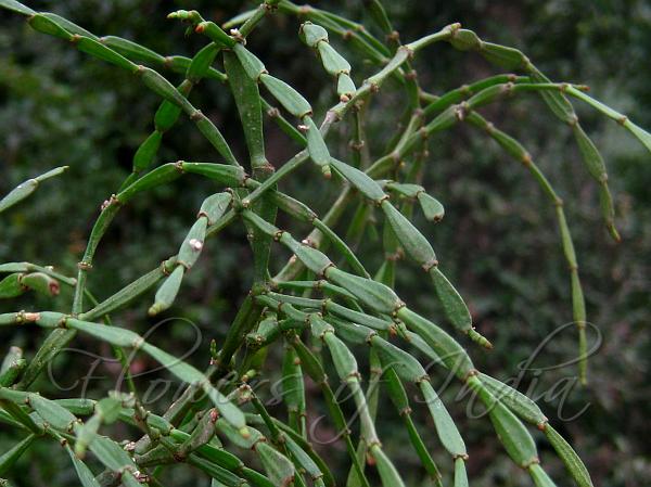 Jointed Mistletoe