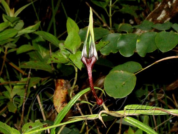 Kerala Ceropegia