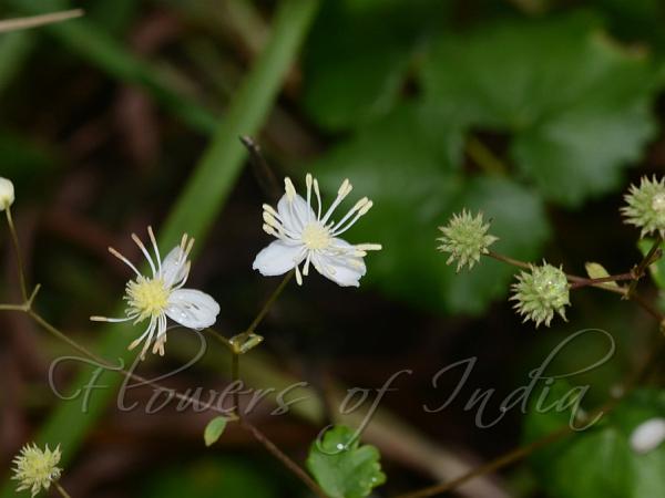 Khasi Meadow-Rue