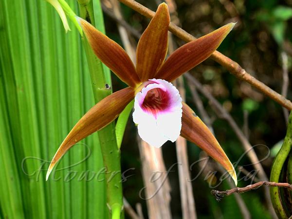 Large Nun's Orchid