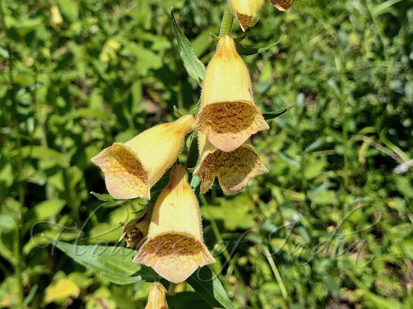 Large Yellow Foxglove