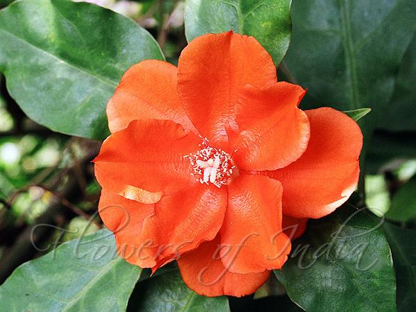 Pereskia bleo - Leaf Cactus