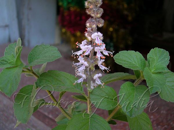 bee plant Scrophularia californica Bee Plant – Neel's Nursery main image 1