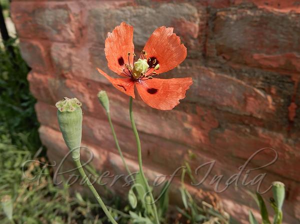 Long-Head Poppy