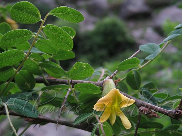 Long-Stalked Peashrub