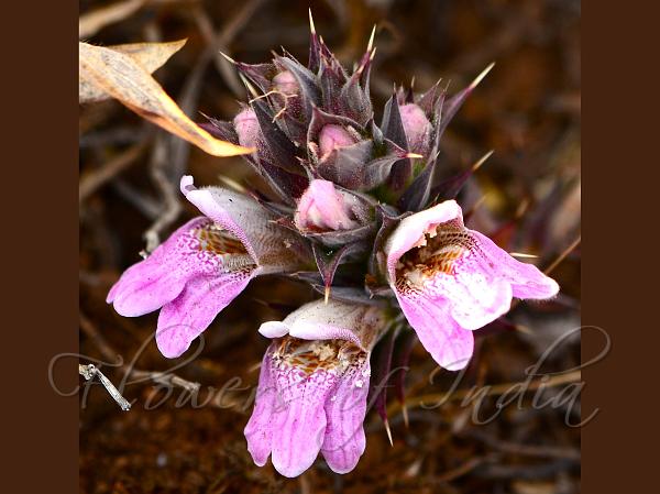 Mahakassapa Lepidagathis