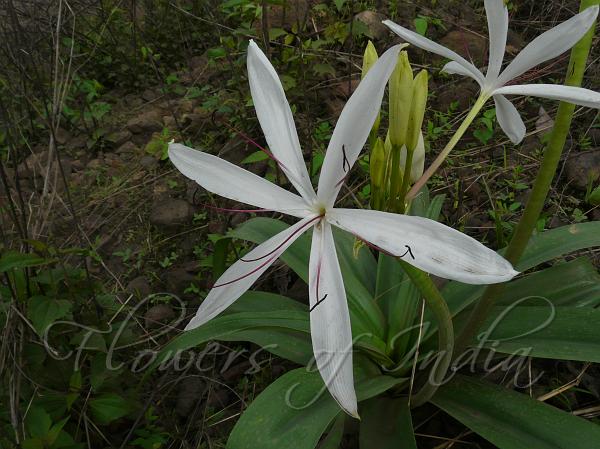 Maharashtra Crinum Lily