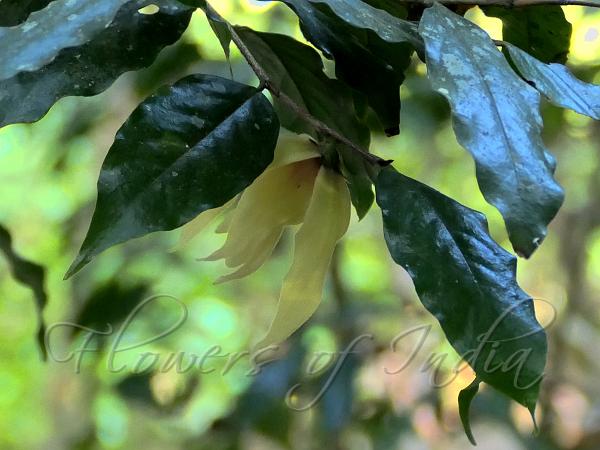 Malabar Fingersop
