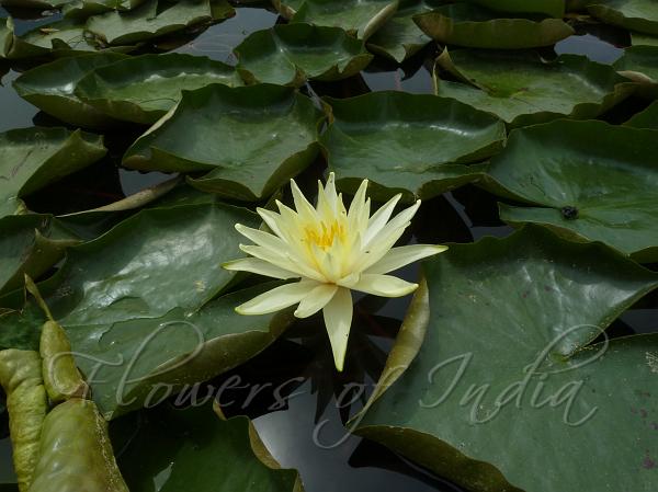 Mexican Waterlily