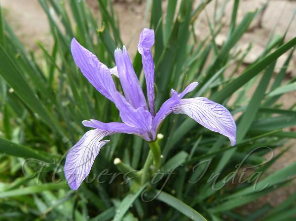 Milky Iris