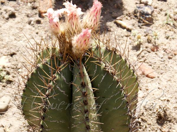 Astrophytum ornatum - Monk's Hood Cactus