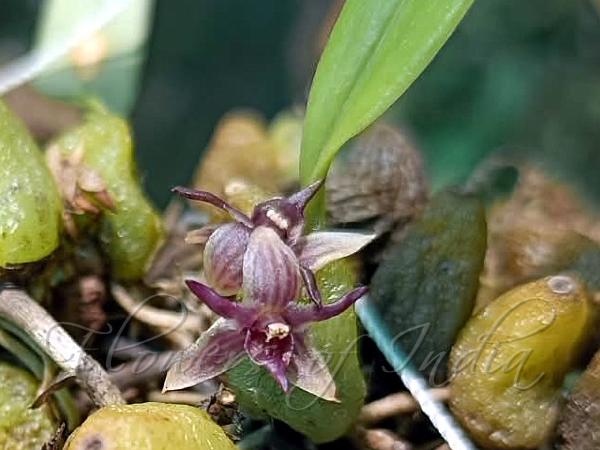 Narrow-Petal Bulb-Leaf Orchid