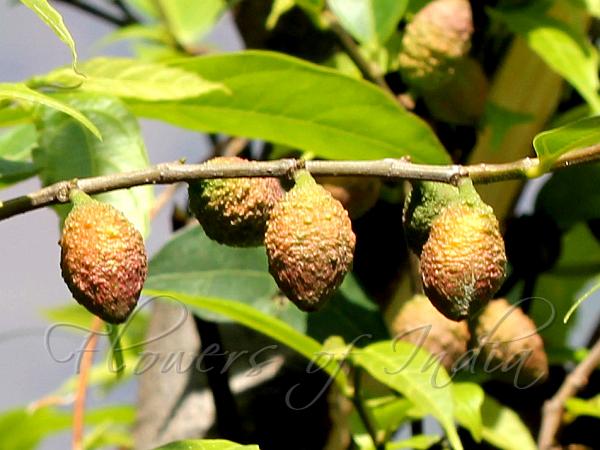 Nepal Fig