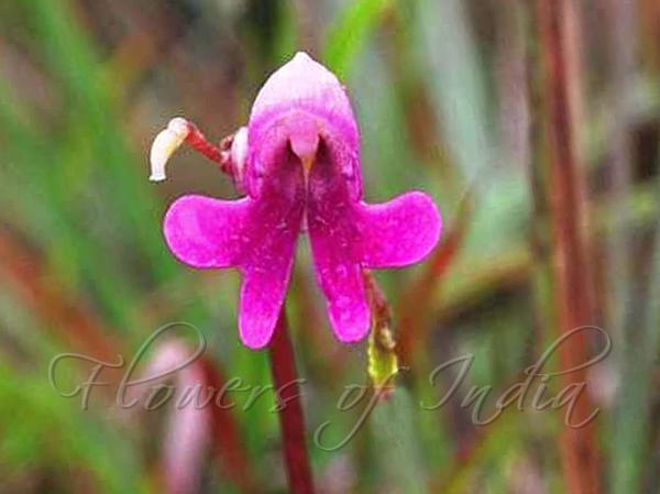 Nilgiri Balsam
