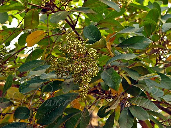 Notched Leaf Soapnut