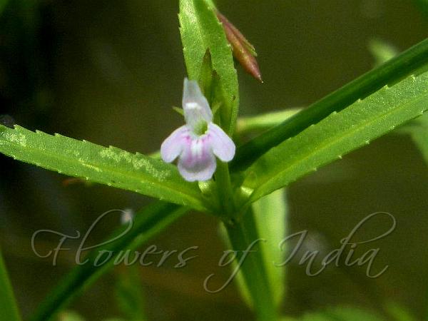 Opposite-Leaf Bog-Herb