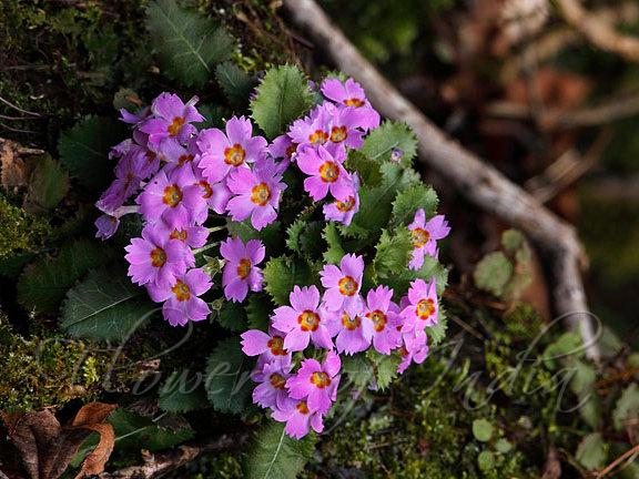 Orange Throated Primrose