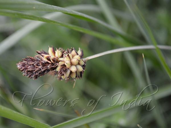 Ovoid Alpine Sedge