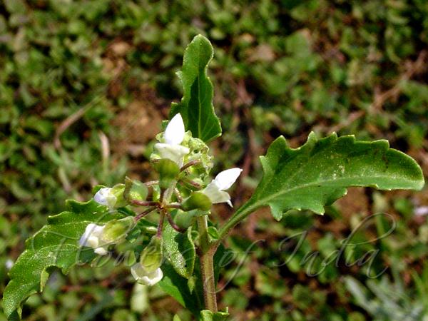 Java Tea Bush Orthosiphon pallidus - Pale Java Tea