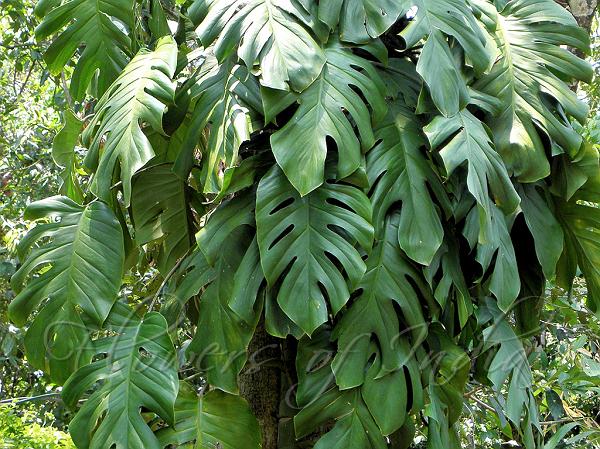 Rhaphidophora pertusa - Perforated Philodendron