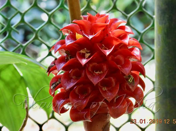 Tapeinochilos ananassae - Pineapple Ginger