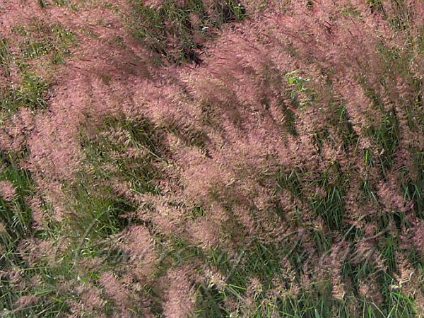 Muhlenbergia capillaris - Pink Mist Grass