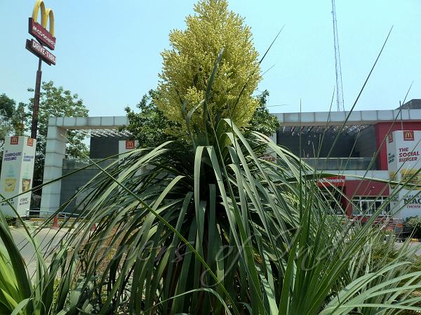 Beaucarnea recurvata - Ponytail Palm