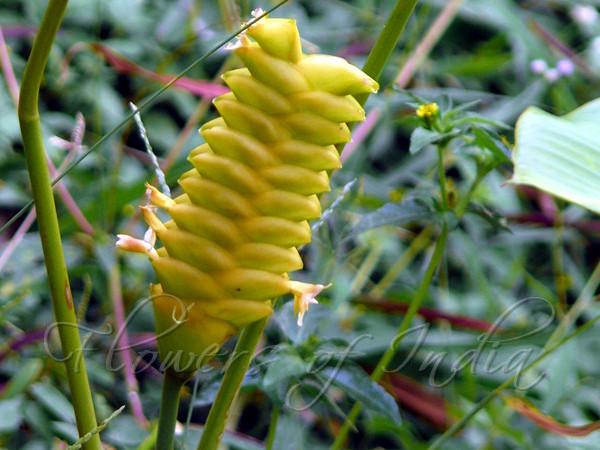 Calathea crotalifera - Rattlesnake Plant
