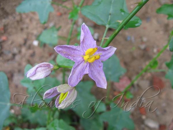 Solanum trilobatum - Red Pea Eggplant