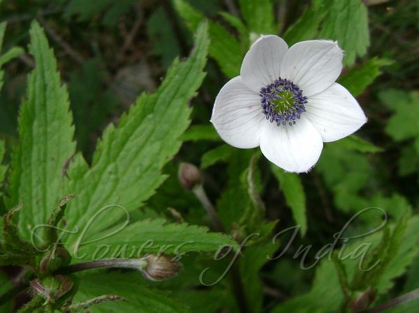 River Anemone