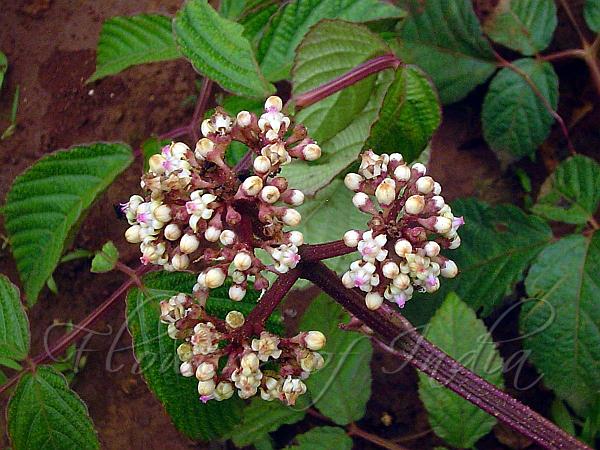 Kết quả hình ảnh cho Leea robusta