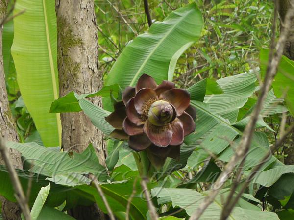 Rock Banana Musa superba Seeds Wild plantain 15 Ensete superbum  Seeds 