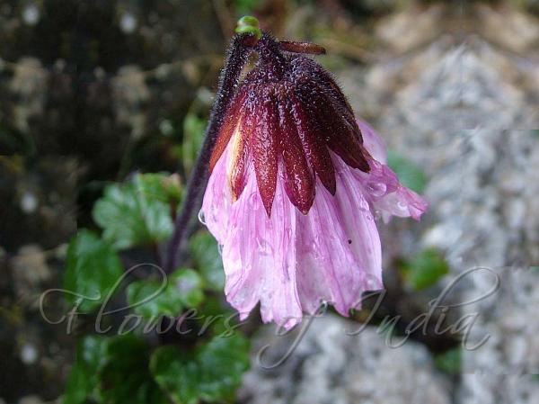 Rosy Drooping-Daisy