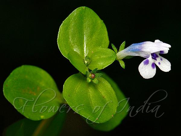 Roundleaf Bog-Herb
