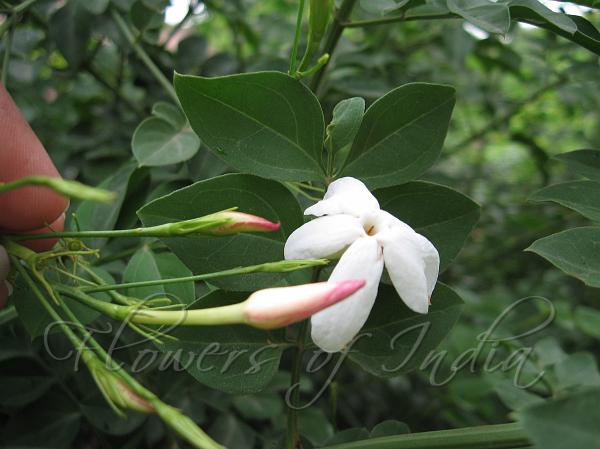 Jasminum Grandiflorum Royal Jasmine