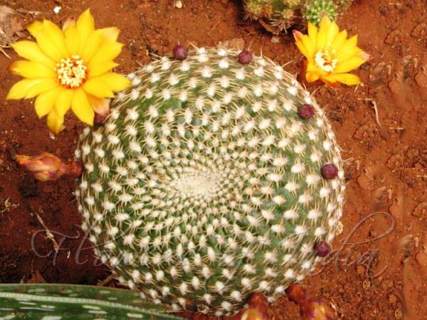 Sulcorebutia arenacea - Sandy Rebutia