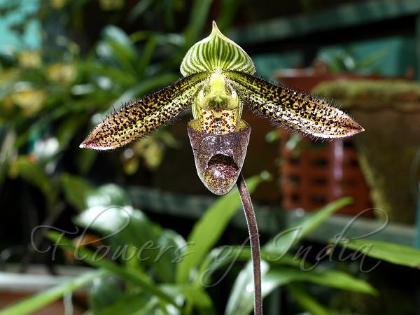 Short-Lip Slipper Orchid